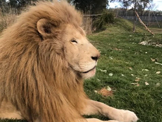 15歲高貴的老白獅Mafuta