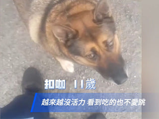 【影片】懶懶不想動的德牧扣咖，明顯改善行動力