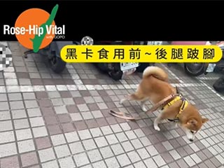 【影片】後腿跛腳的黑卡食用16天後~
