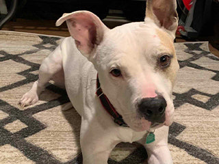 皮膚問題的比特犬 Capone