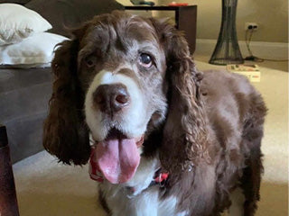 英國史賓格獵犬Coco重新找回了起身和外出的樂趣