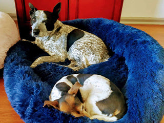 Diesel是澳洲牧牛犬與斯塔福混種，四週後判若兩狗