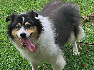 13歲的邊境牧羊犬Mischa 不再三條腿走路