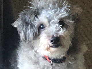 14歲貴賓犬重新獲得對生活的熱情