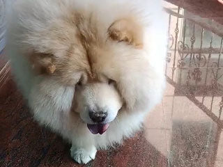 【影片】8歲鬆獅犬北極-明顯改善行動力及皮毛健康